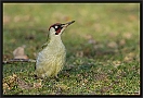 Groene specht, European Green Woodpecker, Picus viridis Location: Wierden, the Netherlands groene specht2 D2 7632 kopie